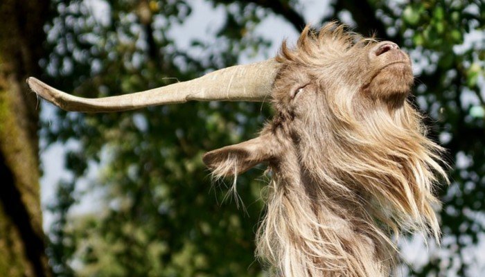 bakra goat supestition andhavishvaas in hindi
