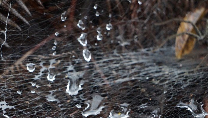 makdee rain spider supestition andhavishvaas in hindi