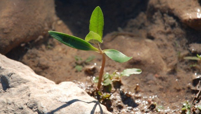 ped lagana plants supestition andhavishvaas in hindi